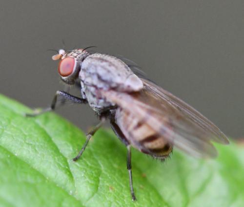 Réf. 265 297 : Minettia fasciata
